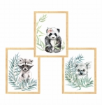 Zestaw 3 obrazki  panda,szop,koala Nr5.jpg