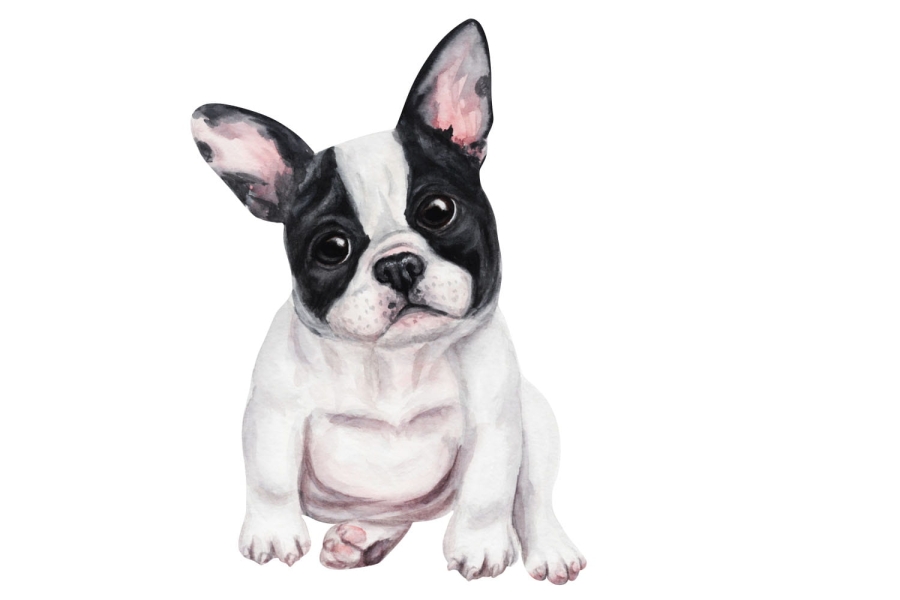 buldogi przygotowanie białe tło.jpg