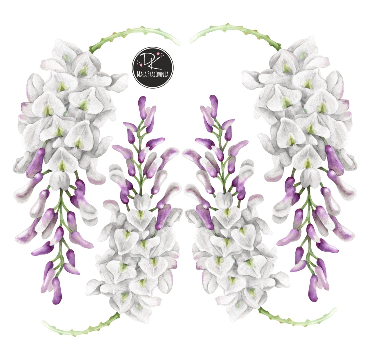wisteria białe tło.jpg