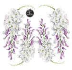 wisteria białe tło.jpg