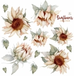 Słoneczniki, Sunflower DK138 watercolor - Naklejka na ścianę.jpg