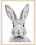 Zbliżenie plakatu Królik Czesiu – ilustracja z króliczkiem w czerni i bieli