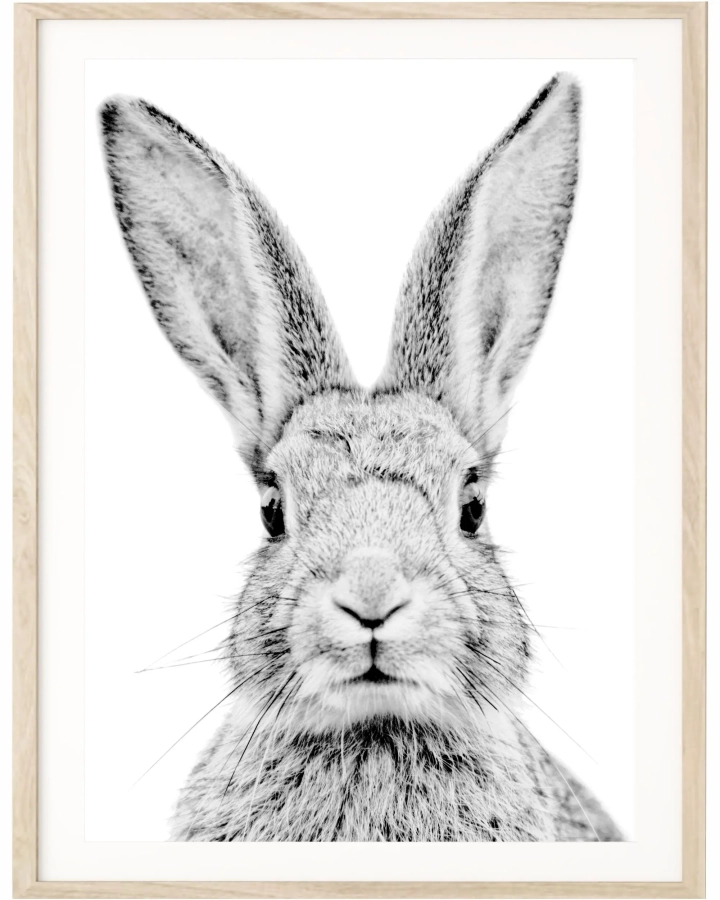 Zbliżenie plakatu Królik Czesiu – ilustracja z króliczkiem w czerni i bieli